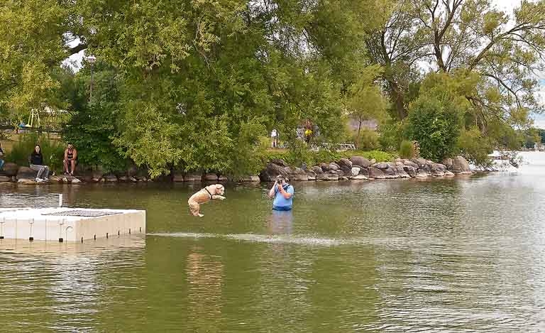2024 Dock Diving Dogs - If I was bigger, I could have caught more air.