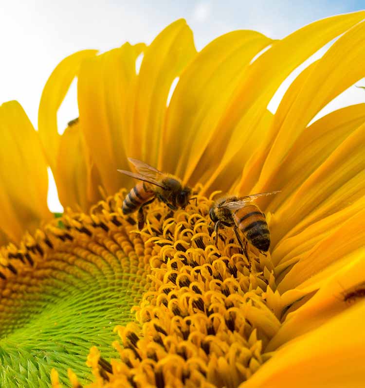 bees sunflower