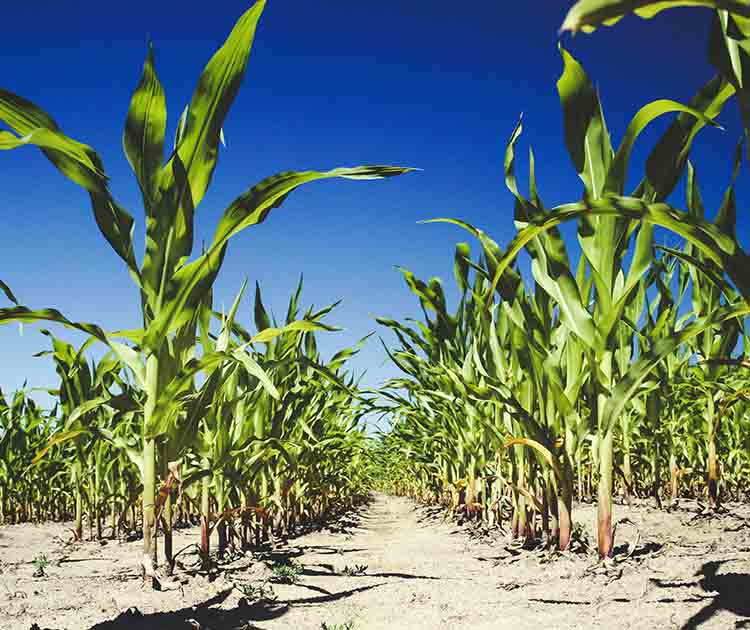 corn dry land