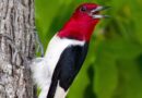 The Red-headed Woodpecker is on Ontario's Species at Risk list.