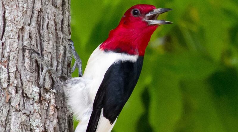 The Red-headed Woodpecker is on Ontario's Species at Risk list.