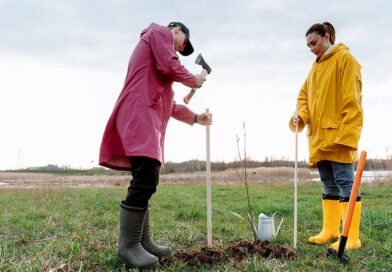Tree Planting Season